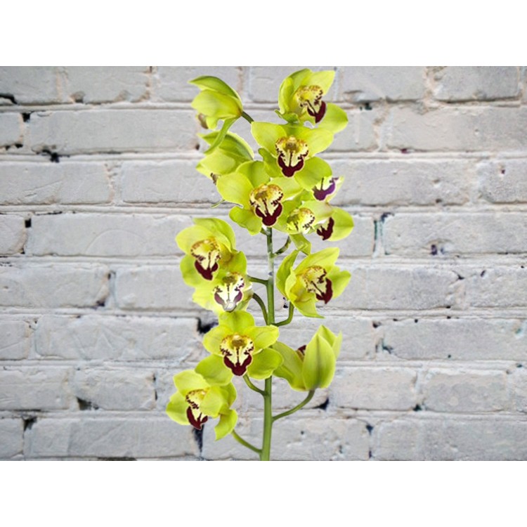 Sale Green Orchid
Sale Green Orchid