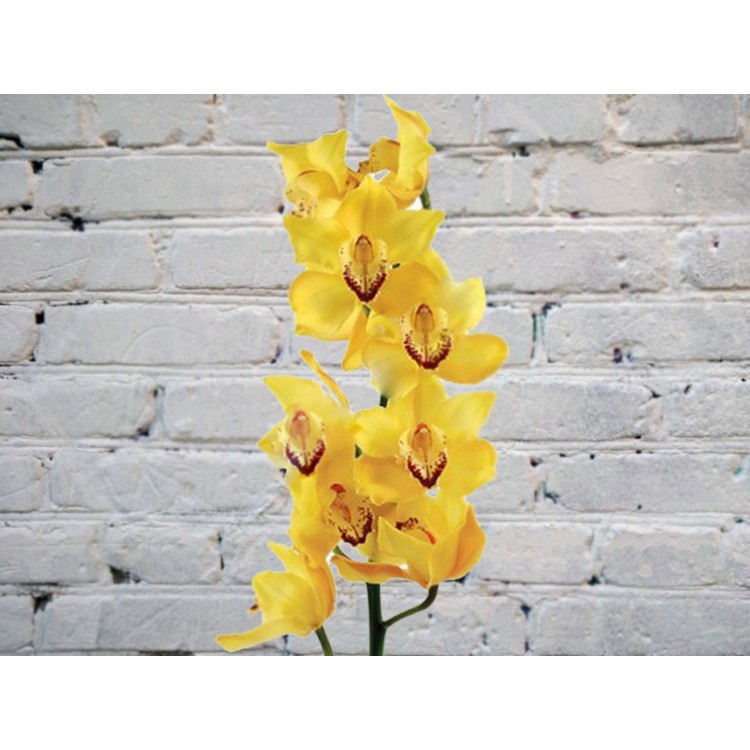 Sale Yellow Orchid
