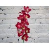 Red orchid
