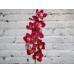 Sale Red orchid