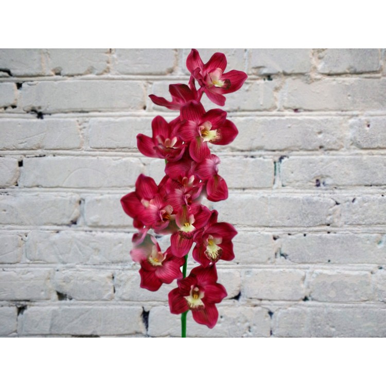 Sale Red orchid
