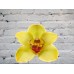 Sale Orchid Cymbidium (bell) Yellow on the bulb (extension)