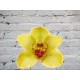 Орхидея Цимбидиум (колокольчик) Желтая на колбе (удлинитель)