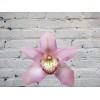Орхидея Цимбидиум (колокольчик) Розовая на колбе (удлинитель)
