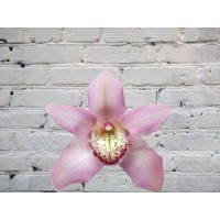 Орхидея Цимбидиум (колокольчик) Розовая на колбе (удлинитель)
