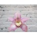 Sale Orchid Cymbidium (bell) Pink on the bulb (extension cord)