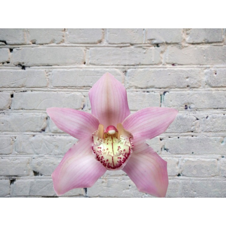 Орхидея Цимбидиум (колокольчик) Розовая на колбе (удлинитель)
