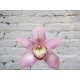 Орхидея Цимбидиум (колокольчик) Розовая на колбе (удлинитель)