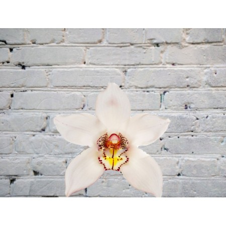 Орхидея Цимбидиум (колокольчик) Белая на колбе (удлинитель)