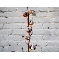 5 коробочек Хлопка на ветке