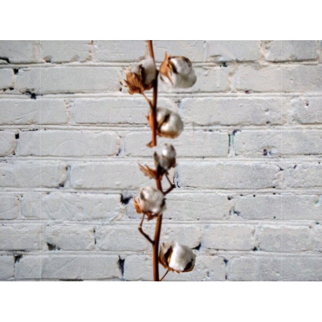 5 boxes of cotton on a branch