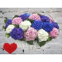 Корзина Гортензий
