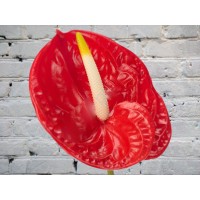 Антуриум красный
