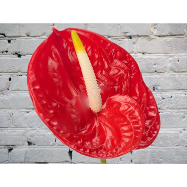 Антуриум красный
