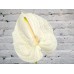 Sale Anthurium white