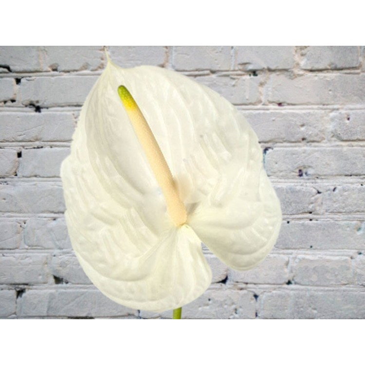 Антуриум белый
