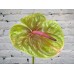 Sale Anthurium green