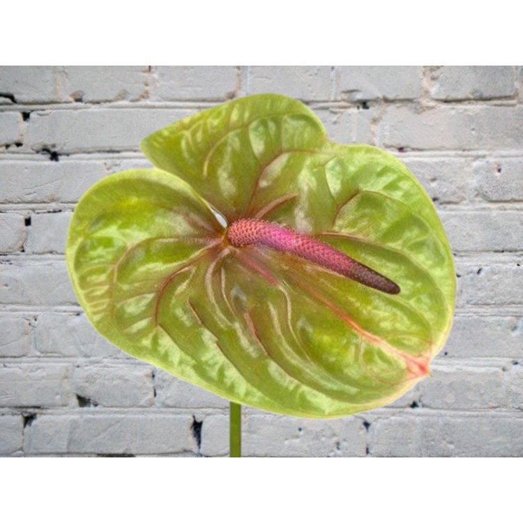 Антуриум зеленый
