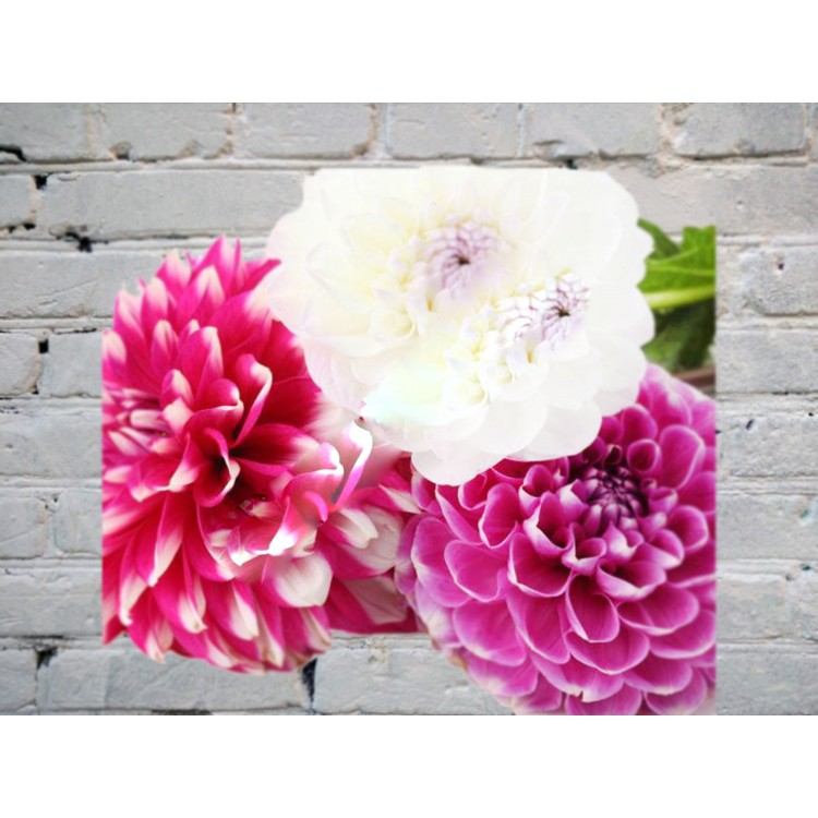 Георгин микс
