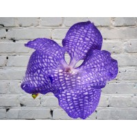 Wanda orchid (bell) BLUE on the bulb (extension cord)
