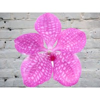 Орхидея Ванда (колокольчик) РОЗОВАЯ на колбе (удлинитель)
