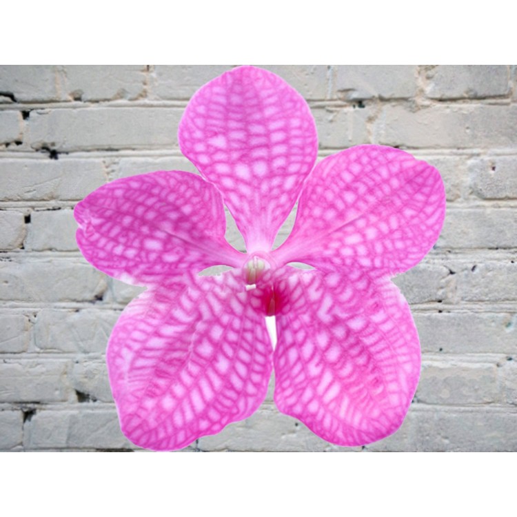 Sale Vanda orchid (bell) PINK on a flask (extension cord)
