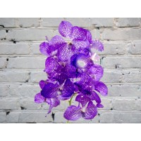 Орхидея ванда (срезка)
