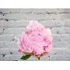 Pink Peony
