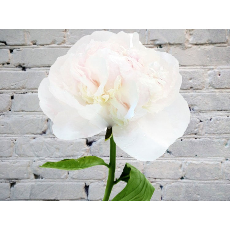 Sale White Peony
