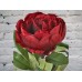 Sale Burgundy Peony