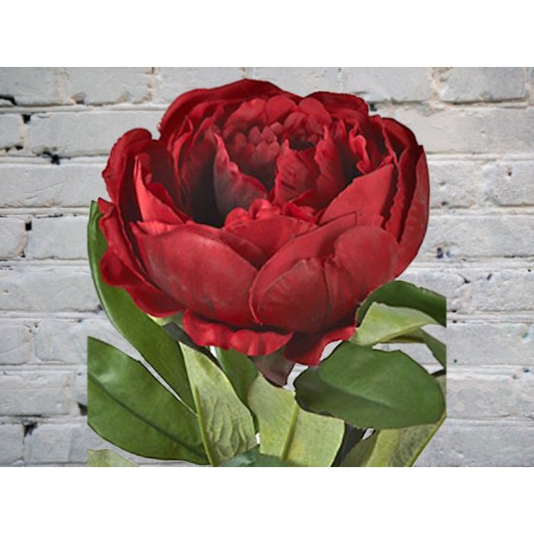 Sale Burgundy Peony
