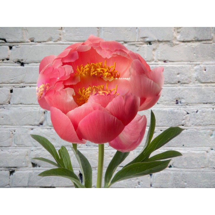 Sale Coral Peony
