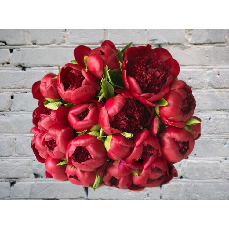 Букет Бордовых Пионов №13
