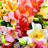 Bouquet with irises, chrysanthemums and alstroemeria
