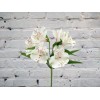 Alstroemeria is white
