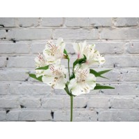 Alstroemeria is white
