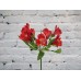 Alstroemeria is red