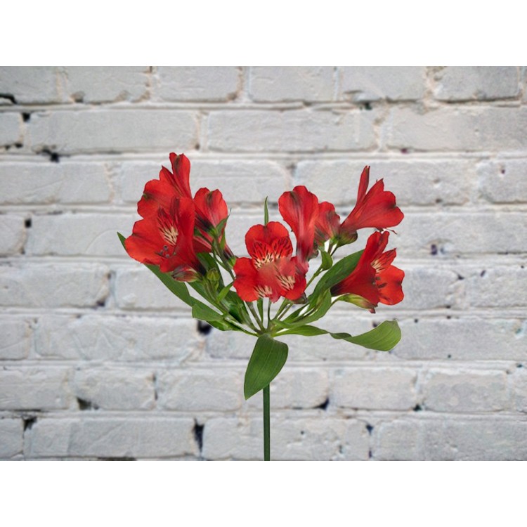 Альстромерия красная
