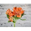 Альстромерия оранжевая

