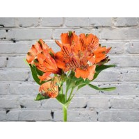 Альстромерия оранжевая
