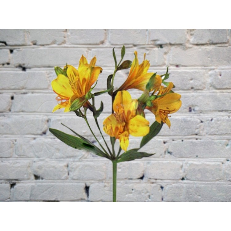 Альстромерия желтая
