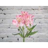 Альстромерия розовая
