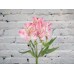 Alstroemeria pink