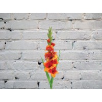 Гладиолус ОРАНЖЕВЫЙ
