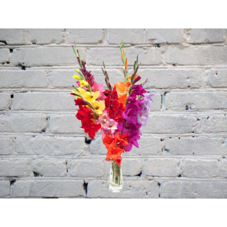 Sale Bouquet of multicolored gladioli in a vase
