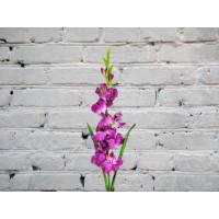 Гладиолус ФИОЛЕТОВЫЙ
