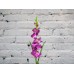 Sale Gladiolus PURPLE