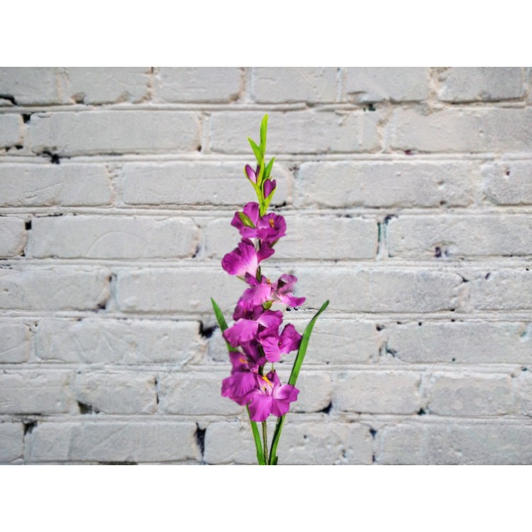 Гладиолус ФИОЛЕТОВЫЙ
