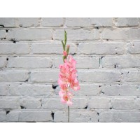 Гладиолус РОЗОВЫЙ
