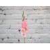 Sale Gladiolus PINK